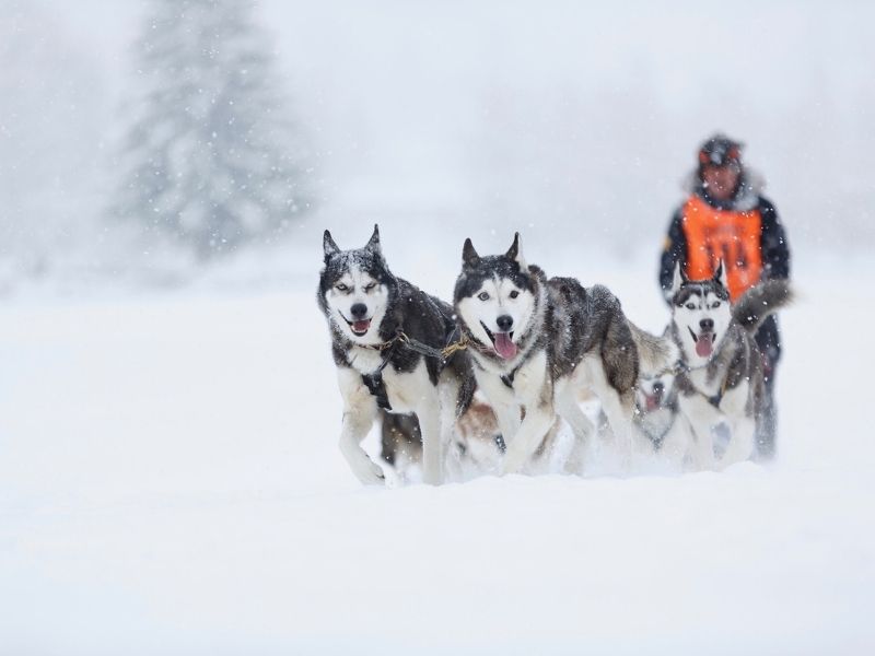 neige-activites-seminaire-entreprise